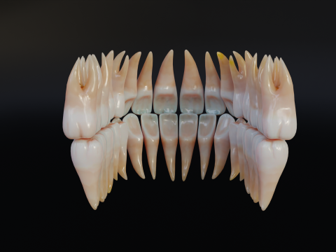 Dirty Human Teeth Realistic and Detailed Low-poly 3D 模型