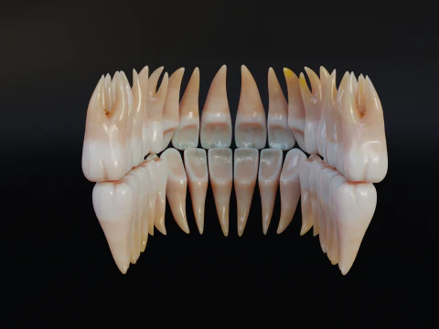 Dirty Human Teeth Realistic and Detailed Low-poly 3D Model