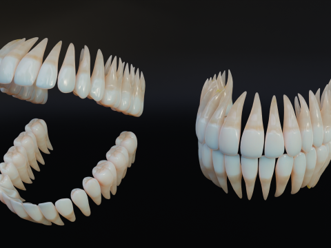 Dirty Human Teeth Realistic and Detailed Low-poly 3D 模型