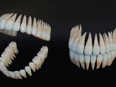 Dirty Human Teeth Realistic and Detailed Low-poly 3D Model