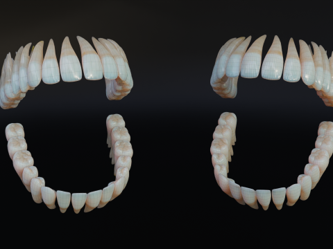 Dirty Human Teeth Realistic and Detailed Low-poly 3D 模型