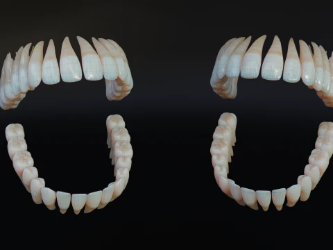 Dirty Human Teeth Realistic and Detailed Low-poly 3D Model