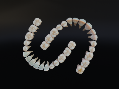 Dirty Human Teeth Realistic and Detailed Low-poly 3D 模型