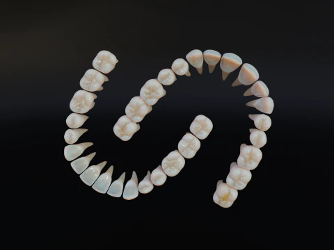 Dirty Human Teeth Realistic and Detailed Low-poly 3D Model