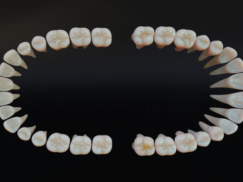 Dirty Human Teeth Realistic and Detailed Low-poly 3D Model