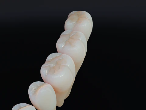 Dirty Human Teeth Realistic and Detailed Low-poly 3D Model