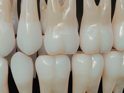 Dirty Human Teeth Realistic and Detailed Low-poly 3D 模型