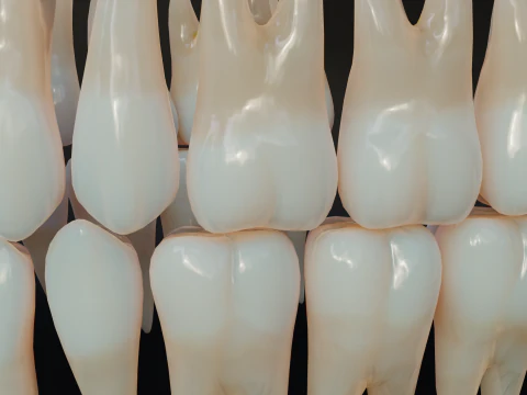 Dirty Human Teeth Realistic and Detailed Low-poly 3D Model