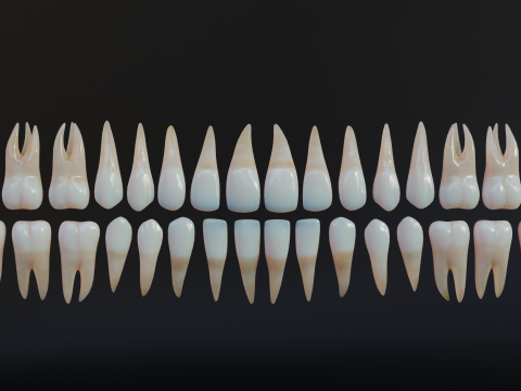 Dirty Human Teeth Realistic and Detailed Low-poly 3D 模型