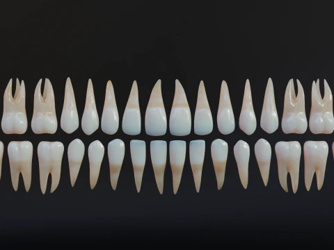 Dirty Human Teeth Realistic and Detailed Low-poly 3D Model