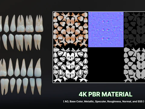 Dirty Human Teeth Realistic and Detailed Low-poly 3D Model