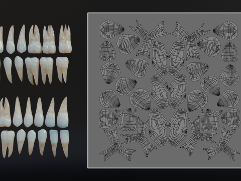 Dirty Human Teeth Realistic and Detailed Low-poly 3D 模型