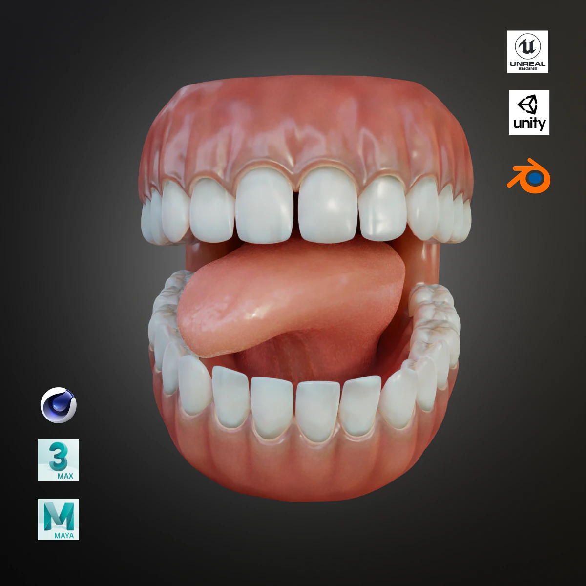 Human Mouth with Teeth Tongue and Gums - Rigged Low-poly 3D Model .c4d .max .obj .3ds .fbx .stl .blend 
