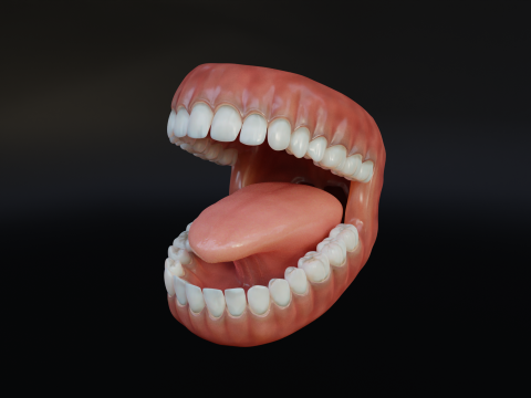 Human Mouth with Teeth Tongue and Gums - Rigged Low-poly Model 3D