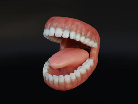 Human Mouth with Teeth Tongue and Gums - Rigged Low-poly 3D Model