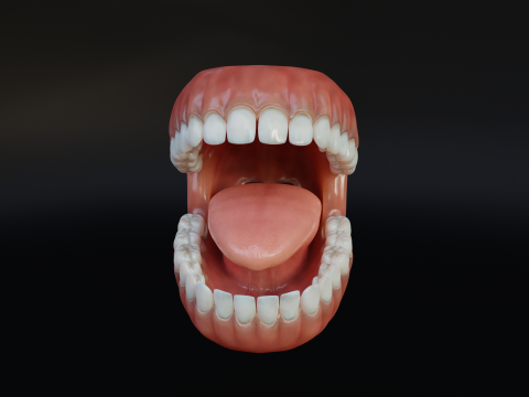 Human Mouth with Teeth Tongue and Gums - Rigged Low-poly Model 3D