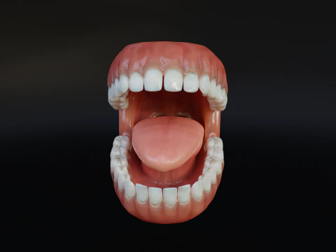 Human Mouth with Teeth Tongue and Gums - Rigged Low-poly 3D Model