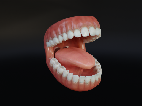 Human Mouth with Teeth Tongue and Gums - Rigged Low-poly Model 3D