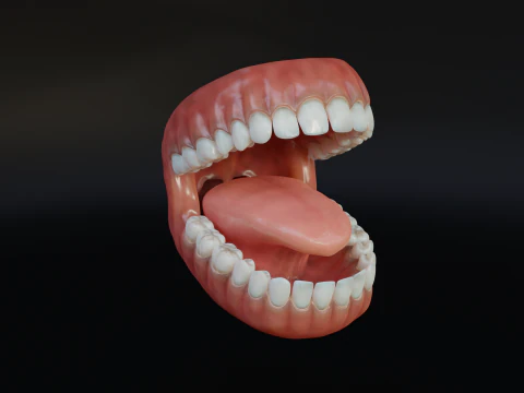 Human Mouth with Teeth Tongue and Gums - Rigged Low-poly 3D Model