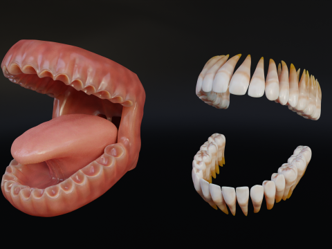 Human Mouth with Teeth Tongue and Gums - Rigged Low-poly Model 3D