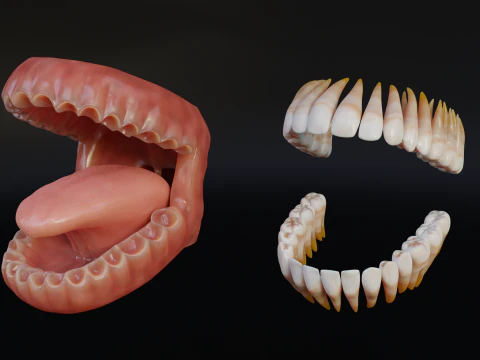 Human Mouth with Teeth Tongue and Gums - Rigged Low-poly 3D Model