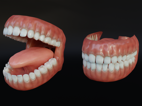 Human Mouth with Teeth Tongue and Gums - Rigged Low-poly Model 3D