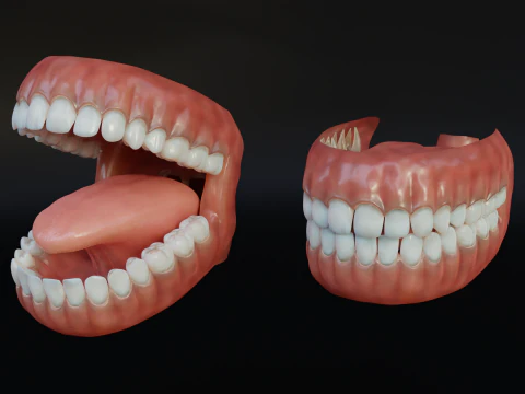 Human Mouth with Teeth Tongue and Gums - Rigged Low-poly 3D Model