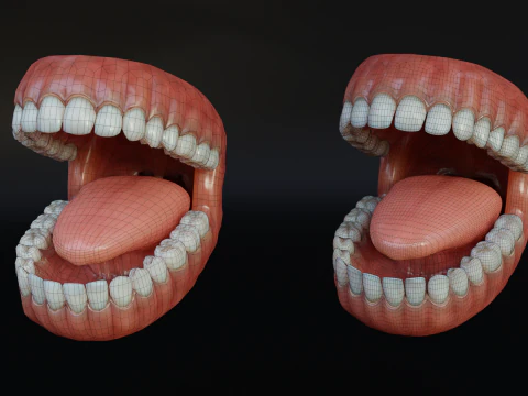 Human Mouth with Teeth Tongue and Gums - Rigged Low-poly 3D Model