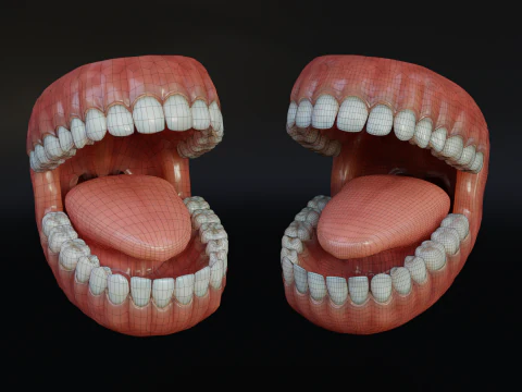 Human Mouth with Teeth Tongue and Gums - Rigged Low-poly 3D Model