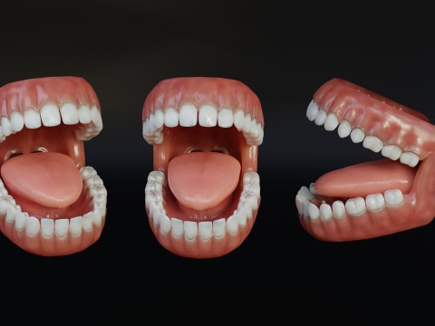 Human Mouth with Teeth Tongue and Gums - Rigged Low-poly Model 3D
