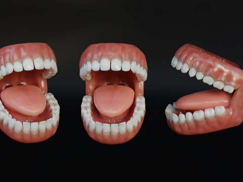 Human Mouth with Teeth Tongue and Gums - Rigged Low-poly 3D Model