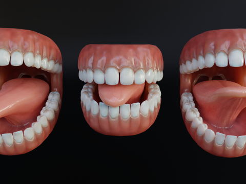 Human Mouth with Teeth Tongue and Gums - Rigged Low-poly Model 3D