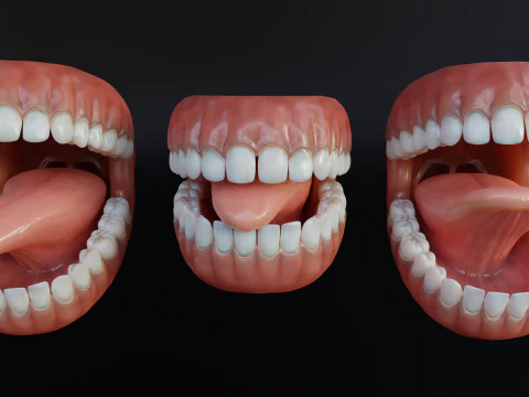 Human Mouth with Teeth Tongue and Gums - Rigged Low-poly 3D Model