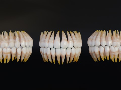 Human Mouth with Teeth Tongue and Gums - Rigged Low-poly Model 3D