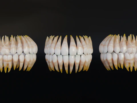 Human Mouth with Teeth Tongue and Gums - Rigged Low-poly 3D Model