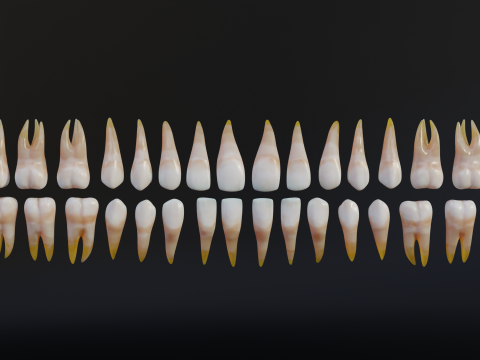 Human Mouth with Teeth Tongue and Gums - Rigged Low-poly Model 3D