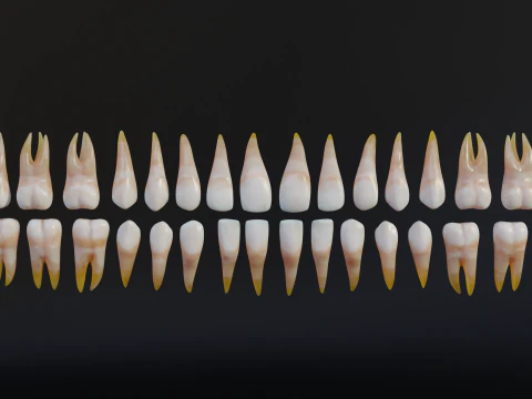 Human Mouth with Teeth Tongue and Gums - Rigged Low-poly 3D Model