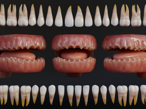 Human Mouth with Teeth Tongue and Gums - Rigged Low-poly Model 3D