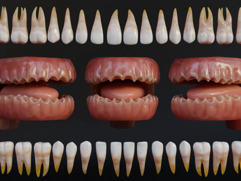 Human Mouth with Teeth Tongue and Gums - Rigged Low-poly 3D Model