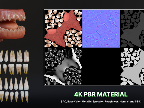 Human Mouth with Teeth Tongue and Gums - Rigged Low-poly Model 3D