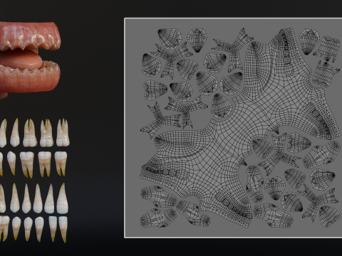 Human Mouth with Teeth Tongue and Gums - Rigged Low-poly Model 3D