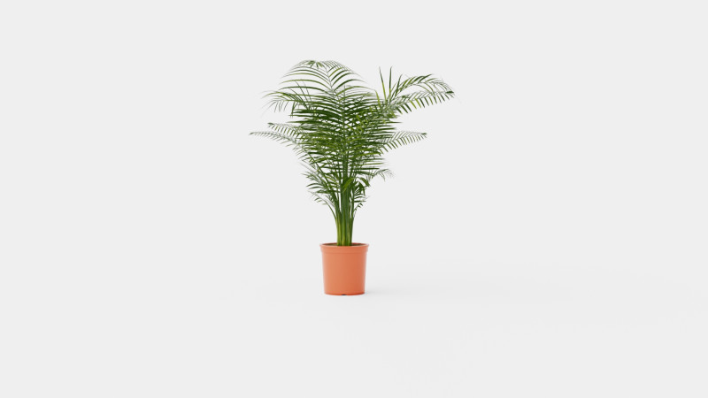Dypsis lutescens Modello 3D .c4d .max .obj .3ds .fbx .stl .blend 