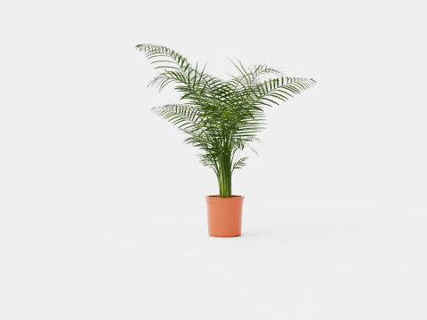 Dypsis lutescens Modello 3D
