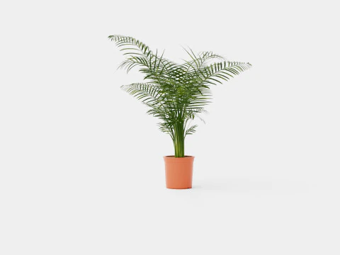 Dypsis lutescens 3D Model