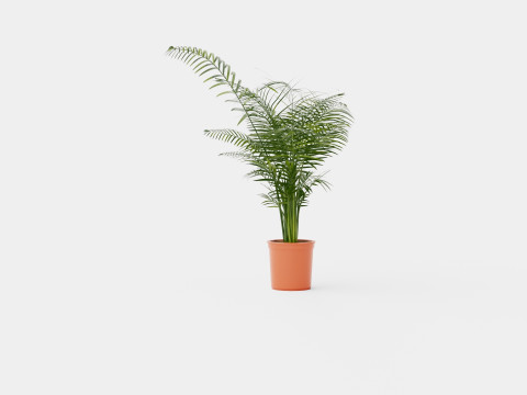Dypsis lutescens Modello 3D
