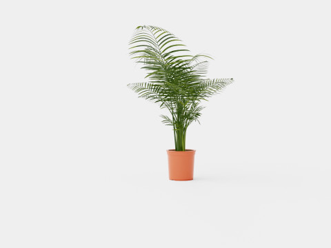 Dypsis lutescens Modello 3D