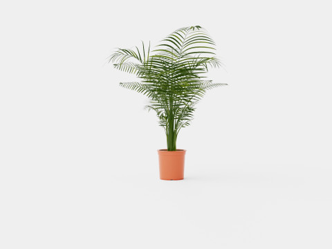 Dypsis lutescens Modello 3D