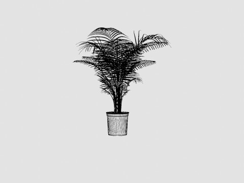 Dypsis lutescens Modello 3D