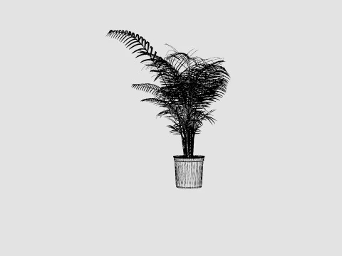 Dypsis lutescens 3D Model
