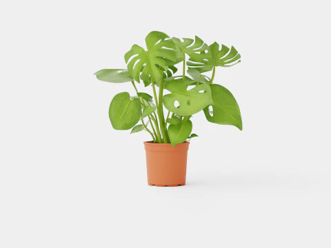 Monstera del touffe 3D Model